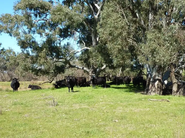 Third view of Homely rural property listing, 415 Sturt Highway, Wagga Wagga NSW 2650