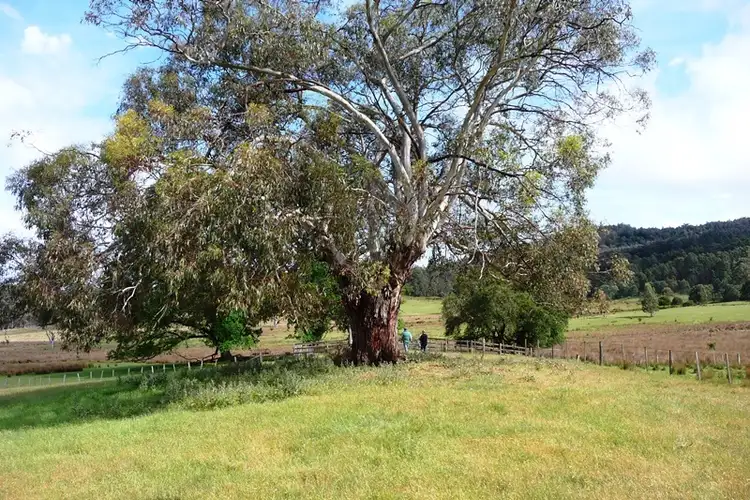 Seventh view of Homely rural property listing, 2109 Deddington Road, Blessington TAS 7212