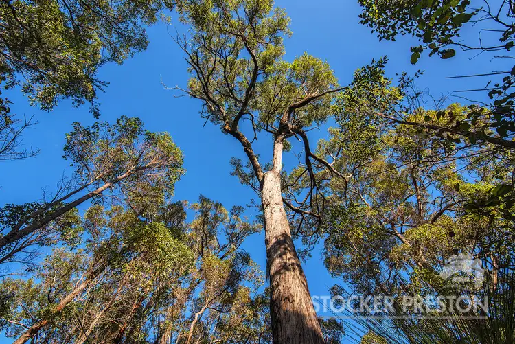 Fourth view of Homely land listing, Lot 11 Glover Road, Yallingup WA 6282