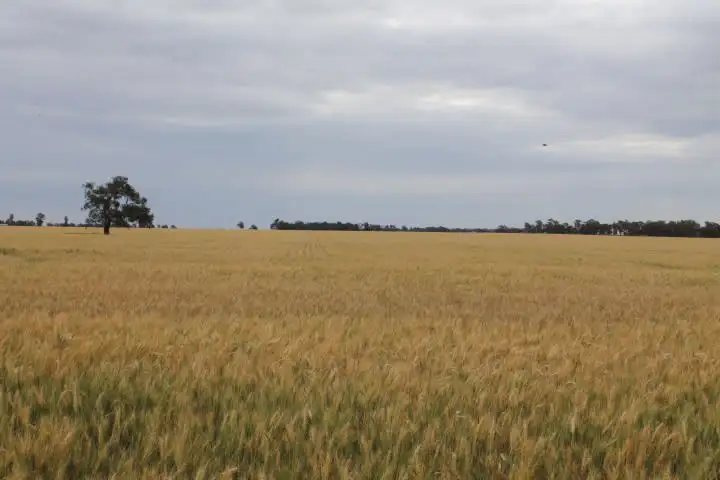 Third view of Homely rural property listing, - 'Kolkibertoo', West Wyalong NSW 2671