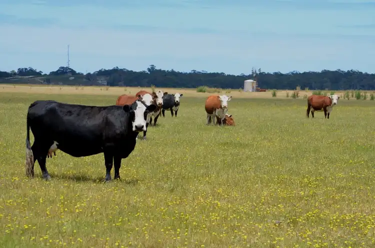 Fifth view of Homely rural property listing, Lot 101 Sneyd Island Road, Millicent SA 5280