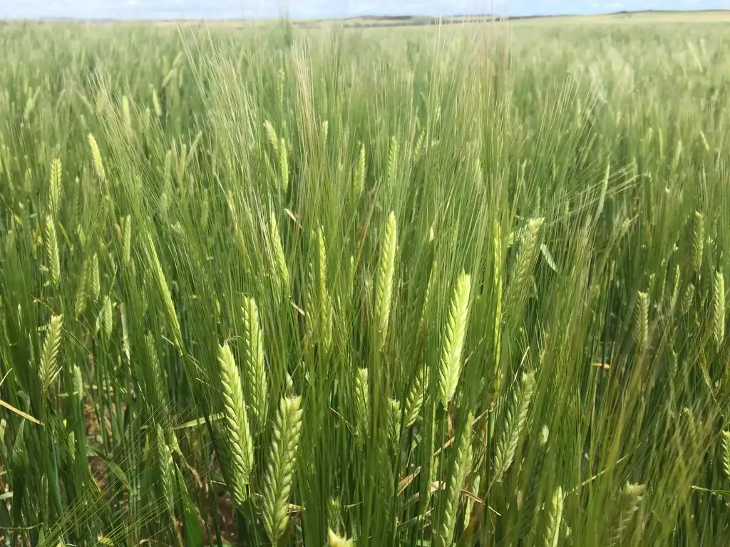 Main view of Homely rural property listing, "Harris" Secs 7, 8 & 27 Hd of Mangalo, Cleve SA 5640