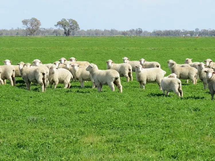 "Rangemore" RMB 380 Rangemore Road, Deniliquin NSW 2710