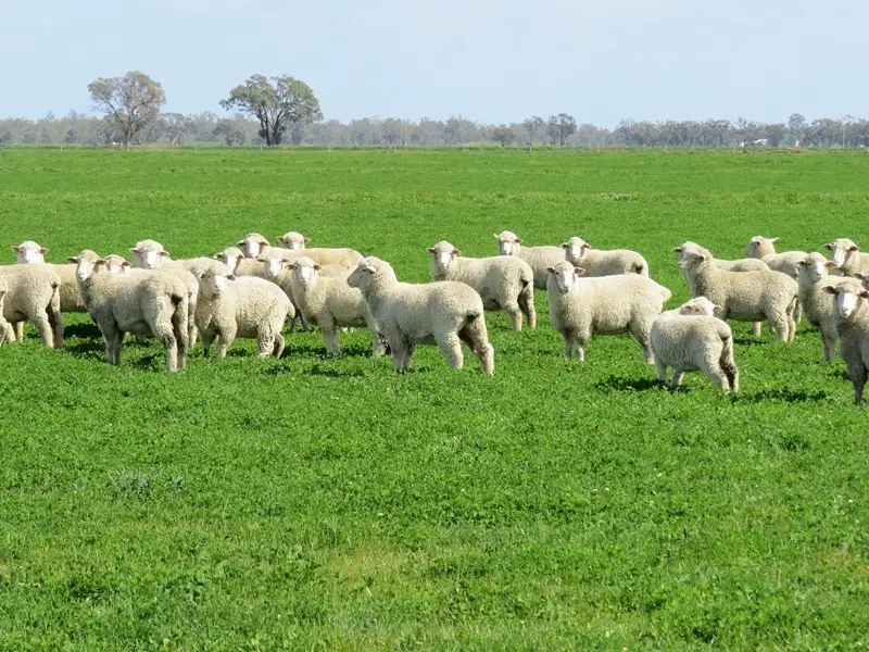 Main view of Homely rural property listing, "Rangemore" RMB 380 Rangemore Road, Deniliquin NSW 2710