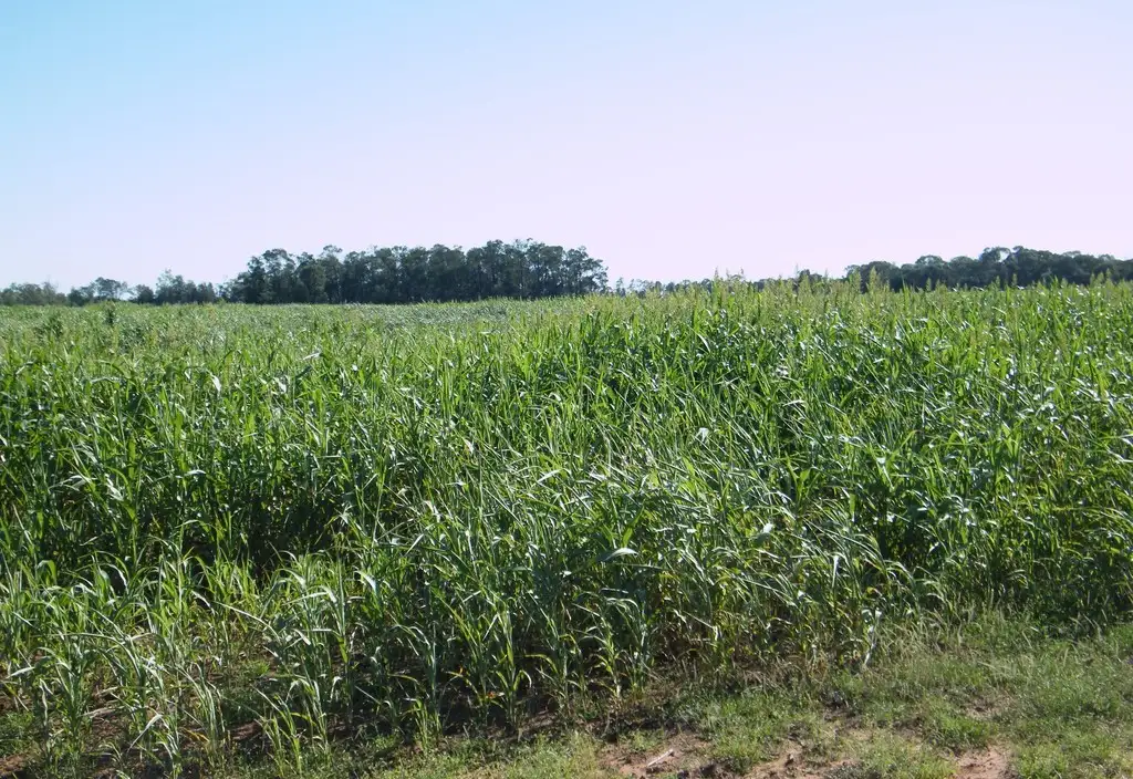 Main view of Homely rural property listing, "Sutton Grange", Meandarra QLD 4422