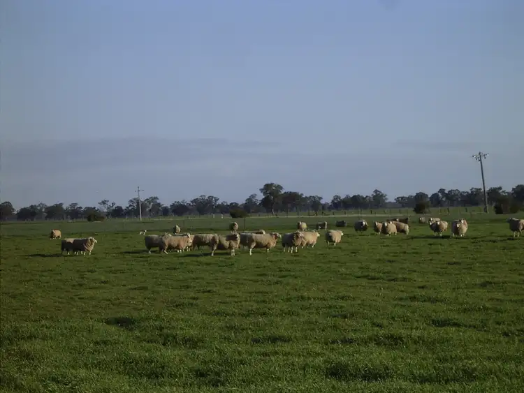 Seventh view of Homely rural property listing, 993 Hardings Road, Picola VIC 3639