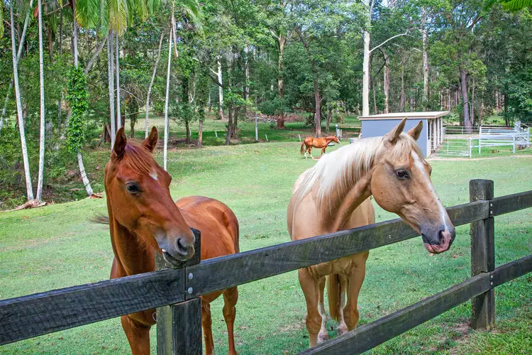 Fifth view of Homely house listing, 44 Eudlo Flats Road, Kiels Mountain QLD 4559