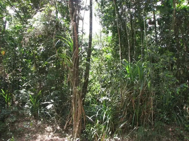 Fourth view of Homely land listing, Lot 13 Forest Creek Road FOREST CREEK, Daintree QLD 4873