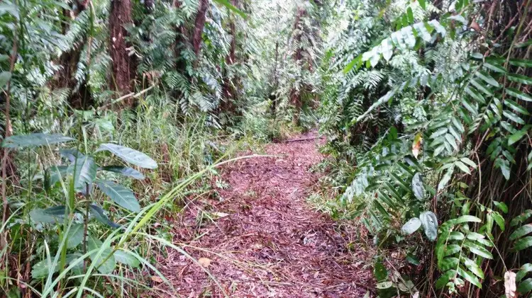 Seventh view of Homely land listing, 68 Forest Creek Road, Daintree QLD 4873