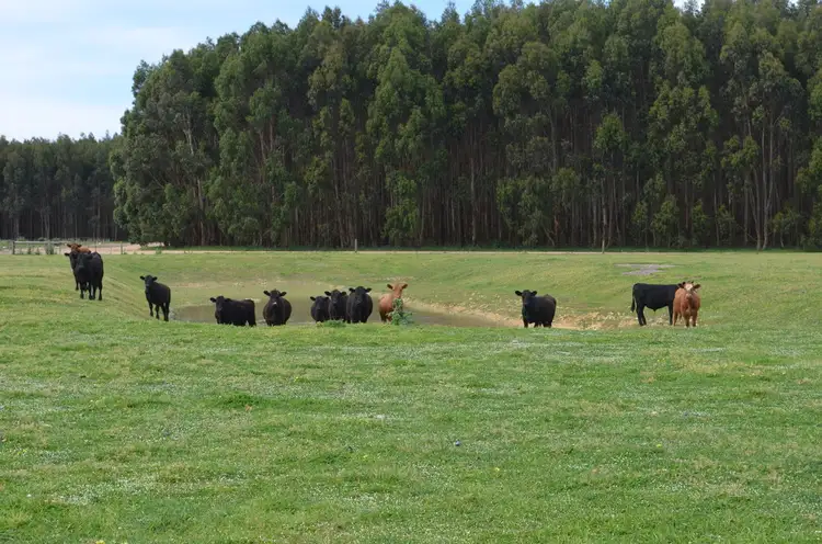 Sixth view of Homely rural property listing, 1793 Wattle Range Road, Millicent SA 5280