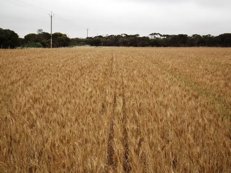 Sixth view of Homely rural property listing, Allots 631 and 51 and Section 12 Hundred of Wandana, Ceduna SA 5690