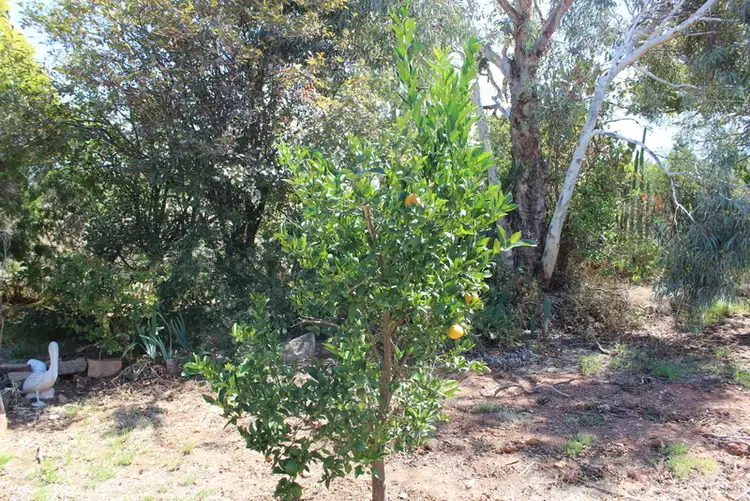 Fifth view of Homely house listing, 18 Britannia Street, Temora NSW 2666