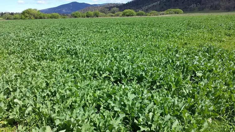 Third view of Homely rural property listing, 3837 Esk Main Road, Fingal TAS 7214