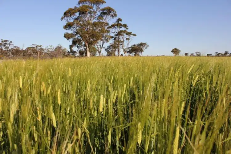 Main view of Homely rural property listing, Lot 14030 Chandler-Merredin Road, Goomarin WA 6415