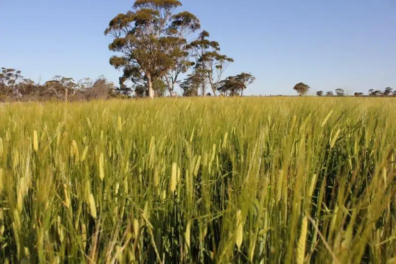 Main view of Homely rural property listing, Lot 14030 Chandler-Merredin Road, Goomarin WA 6415