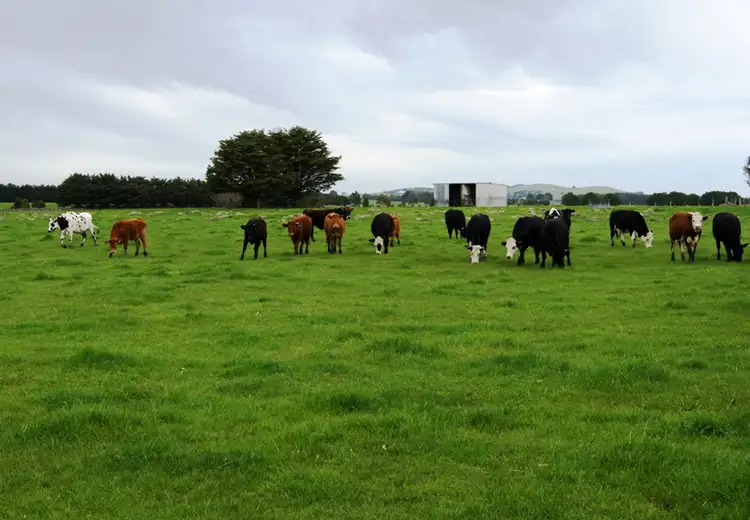 Main view of Homely rural property listing, Address available on request