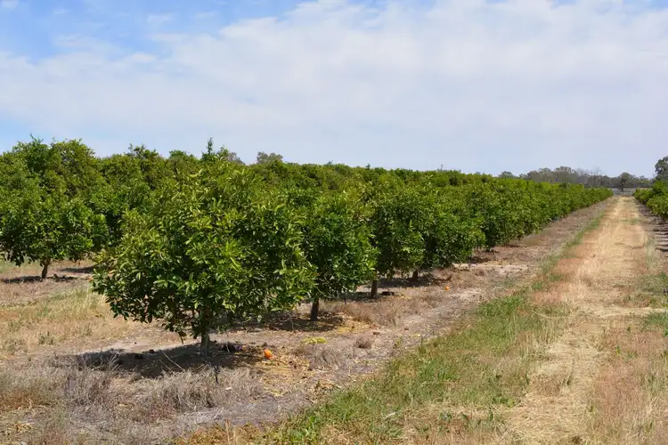 Fourth view of Homely rural property listing, Lot 9 Channel Road, Curlwaa NSW 2648