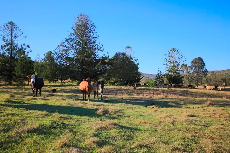 Seventh view of Homely rural property listing, Lots 195 & 178 Smiths Creek Road, Copmanhurst NSW 2460