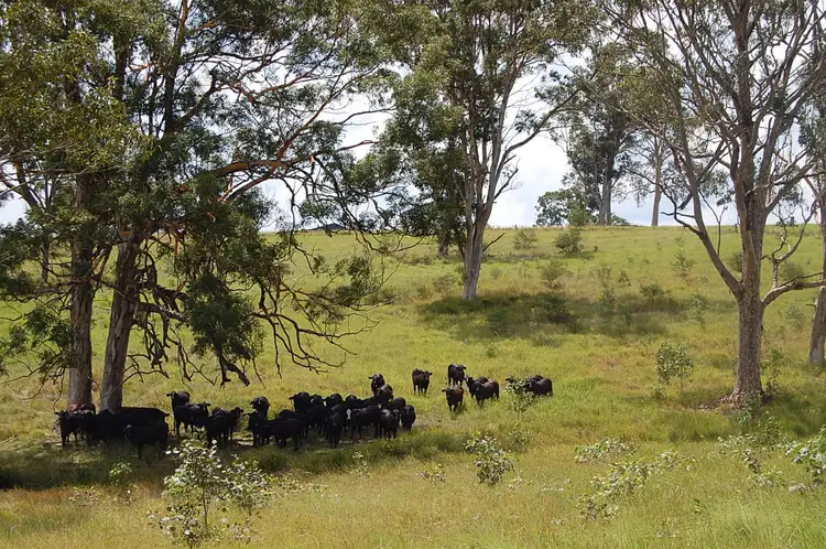 Fifth view of Homely rural property listing, Lot 4 Clarence Way, SANDILANDS via, Mallanganee NSW 2469