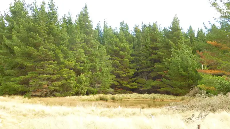 Fifth view of Homely rural property listing, Lot 1 & 217 Kain Cross Road, Krawarree NSW 2622