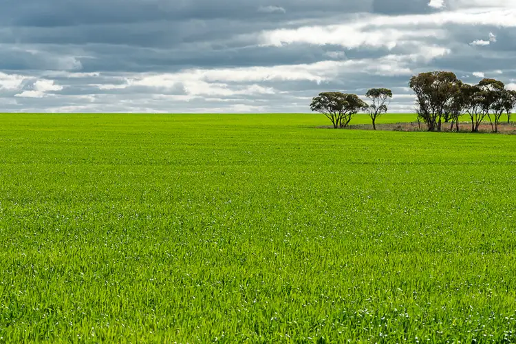 Fifth view of Homely rural property listing, Mt Grey Group Nungarin North Road, Nungarin WA 6490