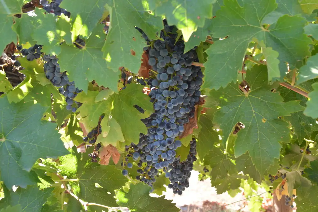 Main view of Homely land listing, Lot 8, Channel Road, Curlwaa NSW 2648