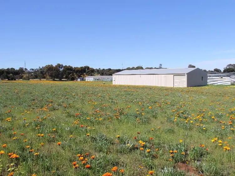 Main view of Homely house listing, 81 Tooma Road, Murray Bridge SA 5253