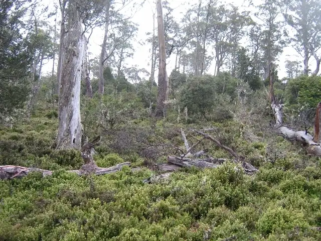 Sixth view of Homely rural property listing, 3744 Cradle Mountain Road, Cradle Mountain TAS 7306