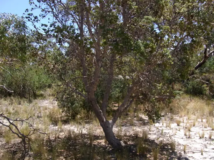 Fourth view of Homely land listing, 1181 Dolphin Sands Road, Dolphin Sands TAS 7190