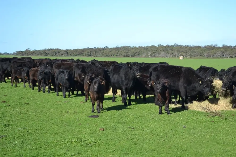 Main view of Homely rural property listing, 235 "Box Hill" Jabe Williams Road, Lucindale SA 5272