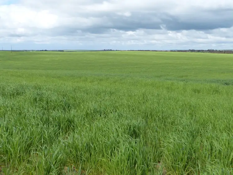 Fourth view of Homely rural property listing, Lot 50 Karoonda Highway, Wynarka SA 5306