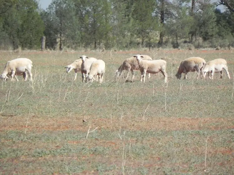 Seventh view of Homely rural property listing, - Glenroy -, Lake Cargelligo NSW 2672