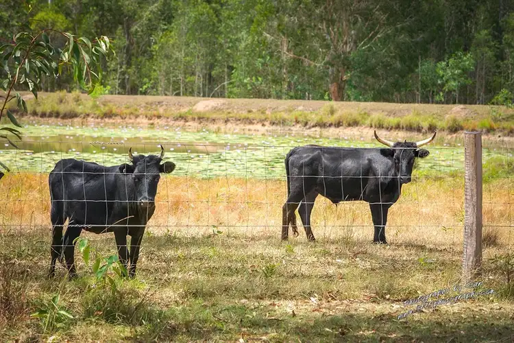 Third view of Homely house listing, 1010 Round Hill Road, Captain Creek QLD 4677