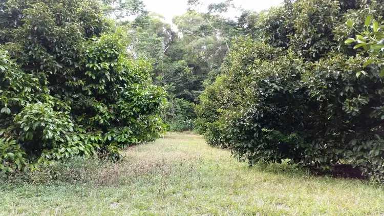 Sixth view of Homely rural property listing, 79 (225R) Forest Creek Road, Daintree QLD 4873