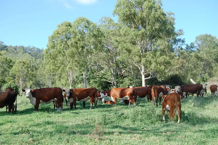 Third view of Homely rural property listing, 1465 Bentley Road, Bentley NSW 2480