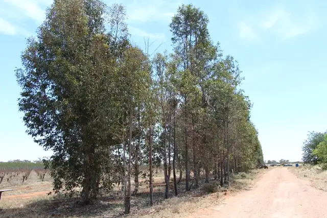 Sixth view of Homely rural property listing, Lot 1 Zanotto Road, Nericon NSW 2680