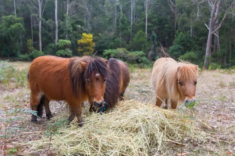 Fourth view of Homely land listing, Lot 2 Grandfathers Gully Road, Malua Bay NSW 2536