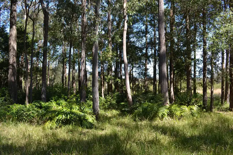 Sixth view of Homely rural property listing, 79 Willowford Road, Woollamia NSW 2540
