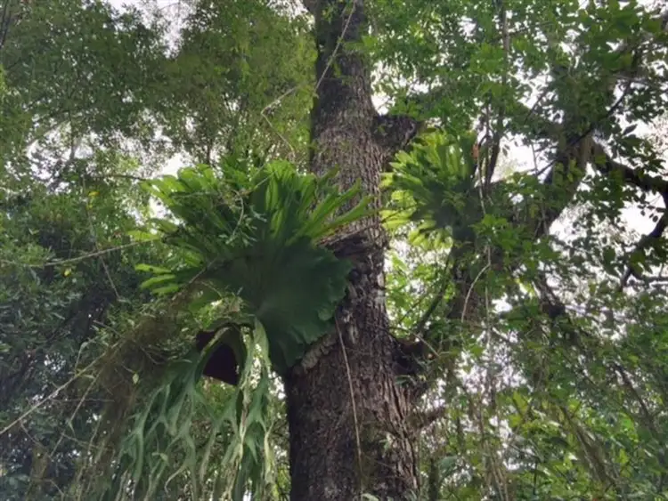 Fourth view of Homely rural property listing, 496 Gungas Road, Nimbin NSW 2480