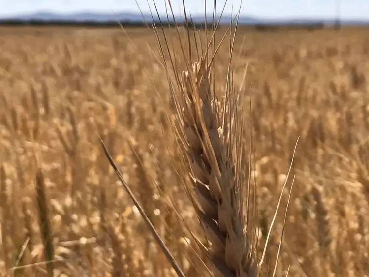 Fifth view of Homely rural property listing, 837 Morrow Road, Darke Peak SA 5642