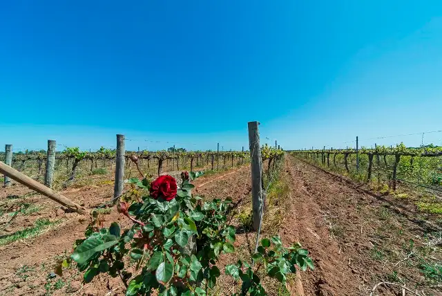 Third view of Homely land listing, Lot 299 Gawler River Road, Lewiston SA 5501