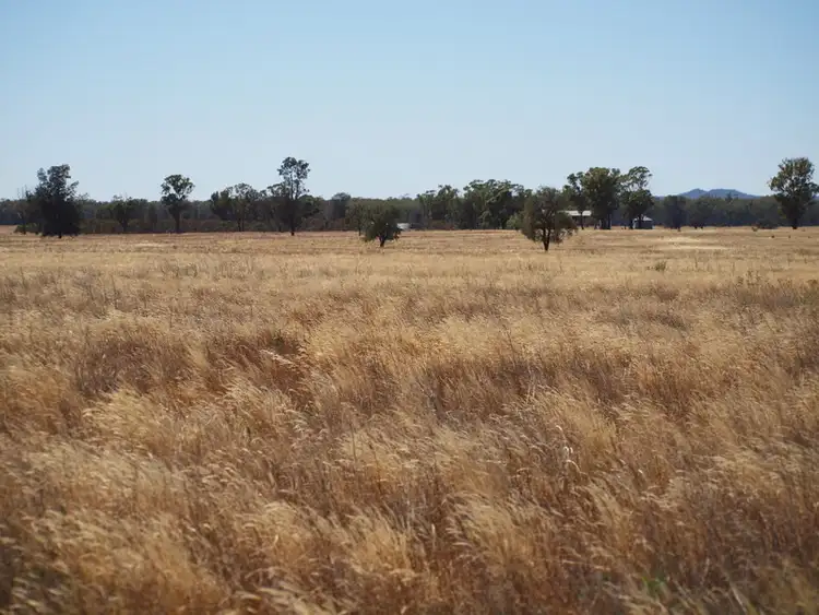 Seventh view of Homely rural property listing, - 'Clear Ridge', West Wyalong NSW 2671