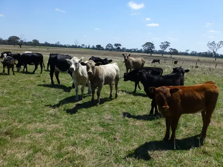 Third view of Homely rural property listing, 1040 Boundary Road, Lindenow South VIC 3875
