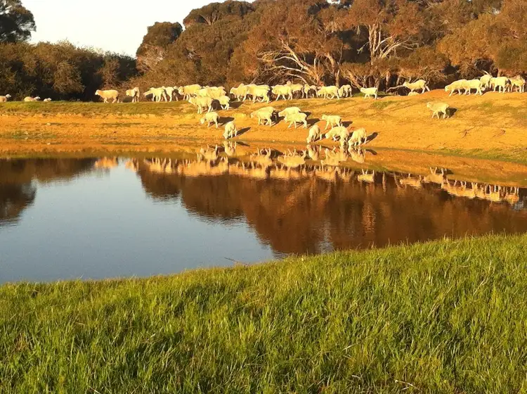 Seventh view of Homely rural property listing, Lot 1, 457 Elsegood Rd, Haines SA 5223