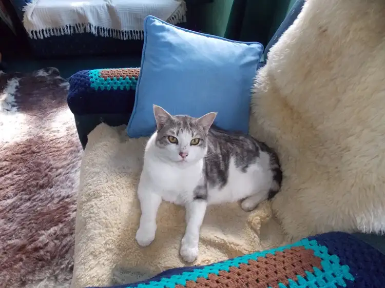 Seventh view of Homely house listing, 212 Hamilton Road, Nanango QLD 4615