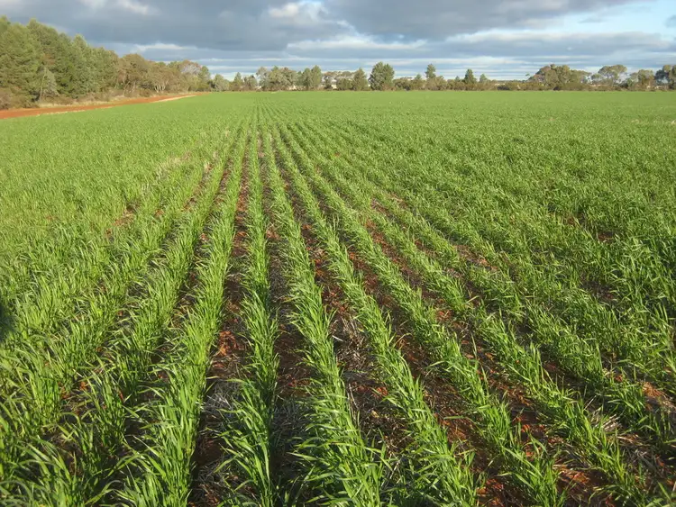 Second view of Homely rural property listing, "Flynns" and "Fork Log", Goolgowi NSW 2652