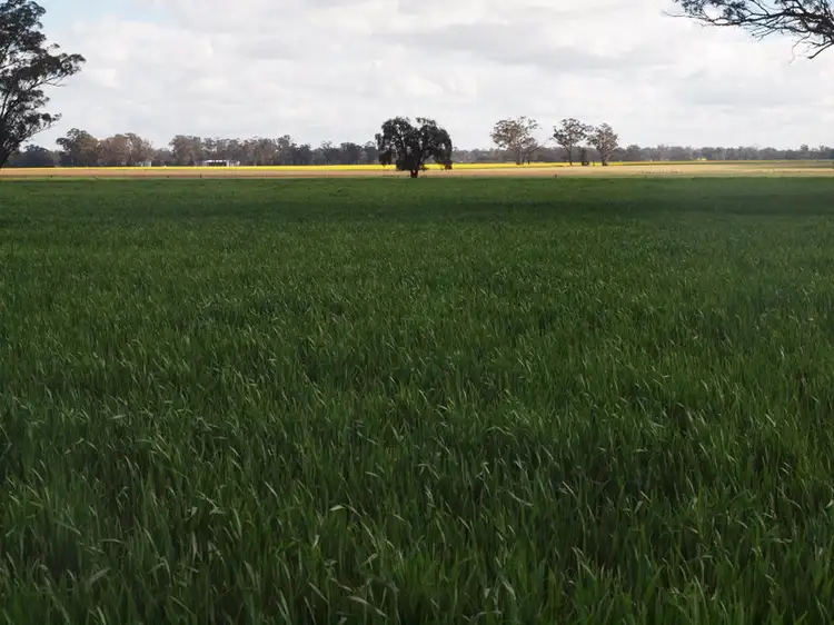 Fifth view of Homely rural property listing, - Yallambi, Bribbaree NSW 2594