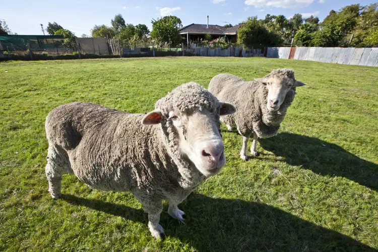 Sixth view of Homely house listing, 29 Toodyay Road, Middle Swan WA 6056