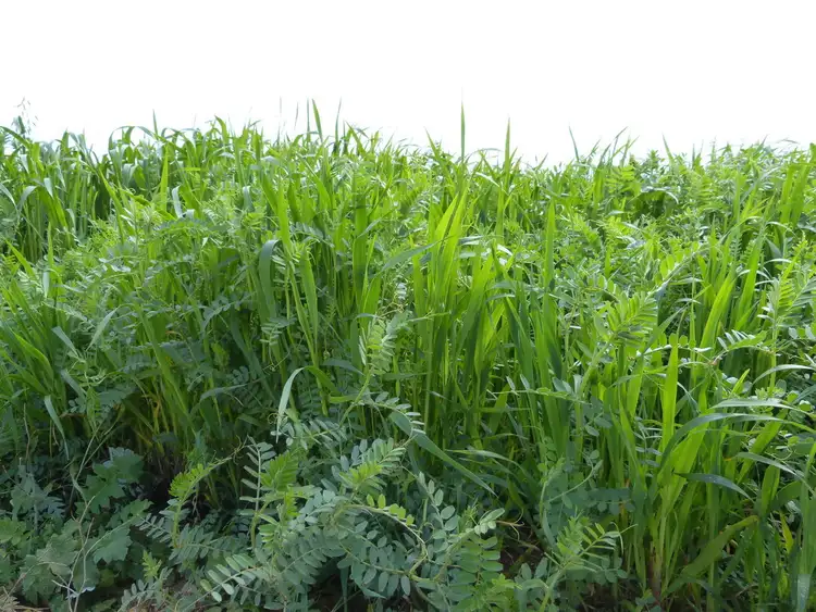Third view of Homely rural property listing, Lot 50 Karoonda Highway, Wynarka SA 5306