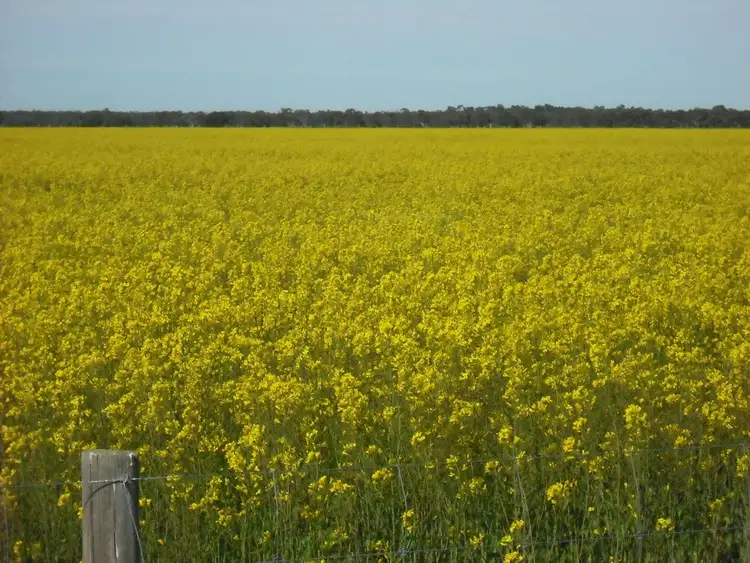 Fifth view of Homely rural property listing, 470 Hundred Line Road, Keith SA 5267